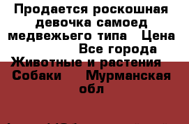 Продается роскошная девочка самоед медвежьего типа › Цена ­ 35 000 - Все города Животные и растения » Собаки   . Мурманская обл.